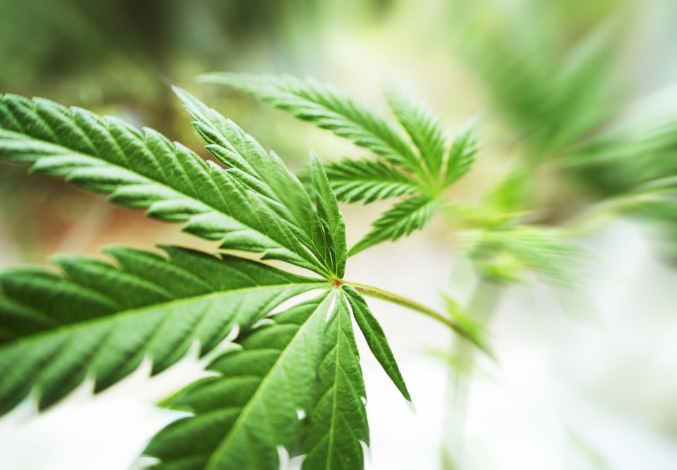 marijuana